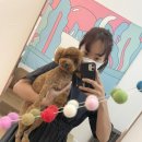 아롱애견미용실 이미지