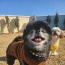 호야별 애견유치원 이미지