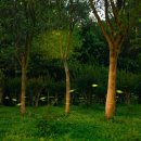 반딧불이 이미지