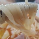 선진푸드