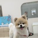 띠아몽 - 노원구 동일로 1042 | [강아지] 청당동 애견미용 띠아몽｜포메라니안 곰돌이컷으로 변신한 코란이