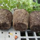 봉덕농장 이미지