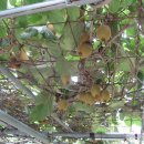 참다래집 이미지