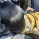 리치펫동물병원 이미지