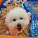 도그아레아 이미지