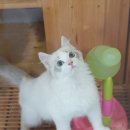 고양이분양은 노블캣 랙돌놀숲분양캐터리 대전점 이미지