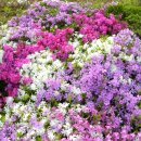 보광농원 이미지