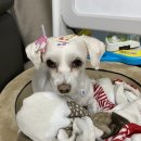 크로스핏 팔팔 이미지