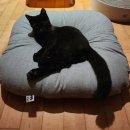 포캣 | 고양이용품) 고양이가 안정감 느끼는 쿠션. 3개월 사용 후기. 닥터펠리스 포캣네스트 내돈내산