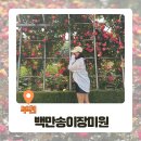 부천 백만송이장미공원 평일인데 이정도?주차도 헬..