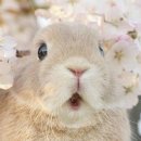 솜사탕 이미지