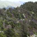 지리산큰나무 이미지