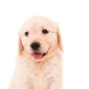 로얄 동물 이미지