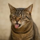 24시청주나음동물메디컬 이미지