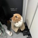 진주헤어모드 | Oh my godness(헤이즐모드, 세컨스킨, 론론, 유니클로, 셀프러브, 얼쓰, 샵보엔)