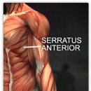 전거근 (Serratus Anterior muscle) 이미지