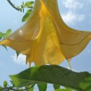 경산족발 이미지