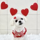 우리 애견 미용실 이미지