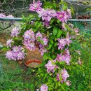 클레마티스 이미지