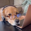 펫코노미 창업과정(수제간식) | 강아지간식창업, 반드시 알아야 할 핵심 포인트