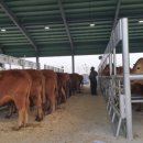 우량한우 이미지