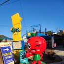 임계사통팔달시장 | 2025 정선사과축제 후기 시식부터 체험까지 진짜 가볼만했던 이유