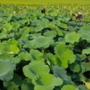 냉면마을 이미지