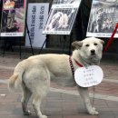 The Man's Dog 이미지