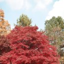 김삿갓사과농원 | 20211103 충주 수안보에서 만난 가을 단풍과 사과 따기 체험 방문