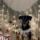 포포(For paw) 이미지