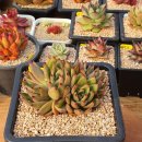 부용슈퍼 이미지