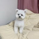 이쁘개 해줄개 | 오남애견미용 이쁘개해줄개 가위컷 후기