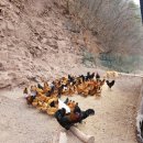 장군농장 이미지