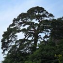 정선초교가수분교 이미지