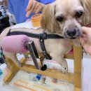 이윤권양한방동물병원 | 이윤권양한방동물병원 : 강아지 디스크 침치료 후기