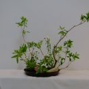 사범특강수업 vegetative radial 이미지