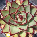 봉황슈퍼 이미지