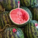 대산청과 이미지