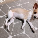 황언니 펫살롱 이미지