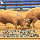 소싸움