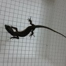 헬로우렙타일
