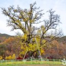 천지공설시장 이미지