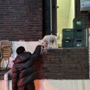 밤나무산장 | 망원애견동반카페 우이그 Uig. 산장 분위기 감성카페,편안한 자리가 많은 망원대형카페 (상주견O)