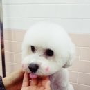 THE예쁘개 이미지