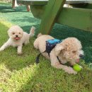 닥터각 동물병원 | 반려견 중성화 및 스케일링 후기