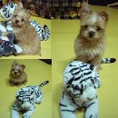 귀여운 강아지 이미지