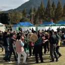 무정면 은행나무 축제 이미지