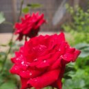 파도고개로 Daum카페