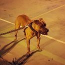 우리집첫째 이미지