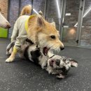 디오네 도그케어 이미지